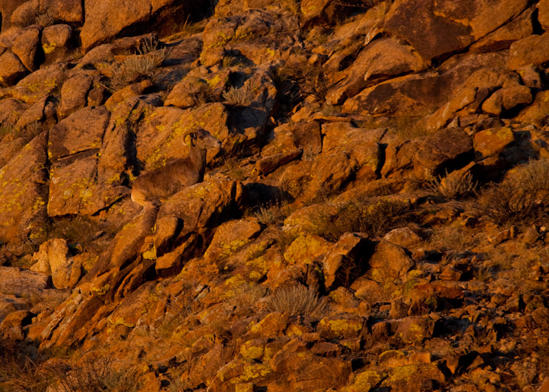 Argali At Sunset